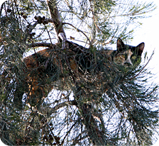 החתול תקוע על ראש העץ