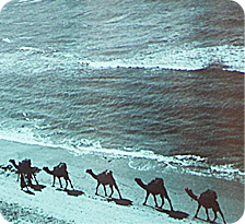 גמלים בנמל יפו (צילומים: משה עמר)