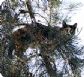 החתול תקוע על ראש העץ